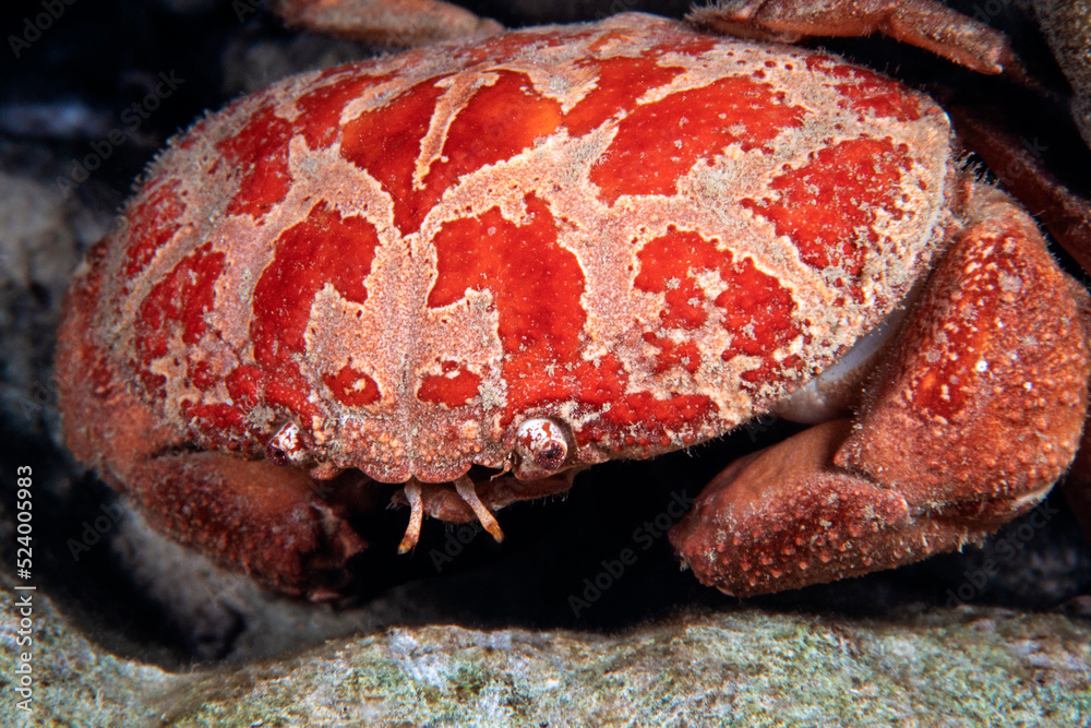 Convex crab, carpilius convexus, Wakatobi, Indonesia. Scanned dia ...