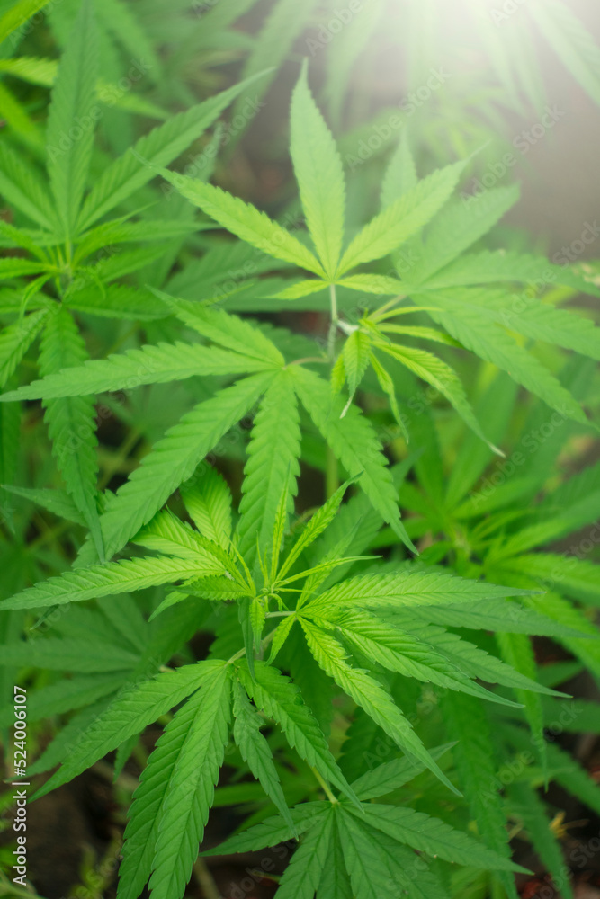 Marijuana leaves plants in nature background. Marijuana leaves plants in nature background.