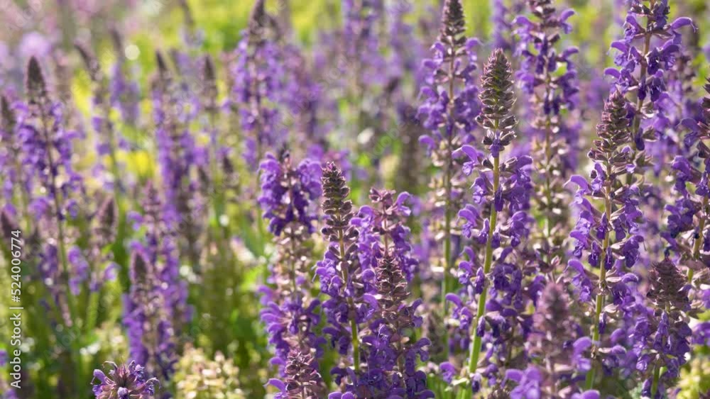 Close-up shot with a blurred background, lavender flowers and flying bees on a sunny windy day. Close-up shot with a blurred background, lavender flowers and flying bees on a sunny windy day.