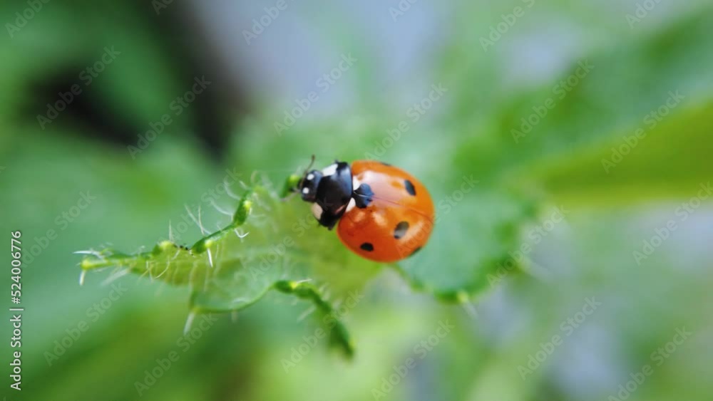 Macro view of a ladybug crawling on a prickly green plant.