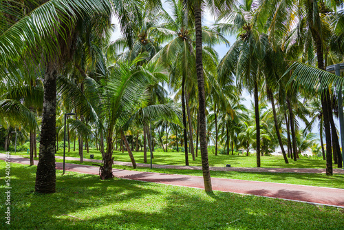 Obraz na płótnie Walking and cycling paths among green palm trees on the ocean. Pacific coast w salonie
