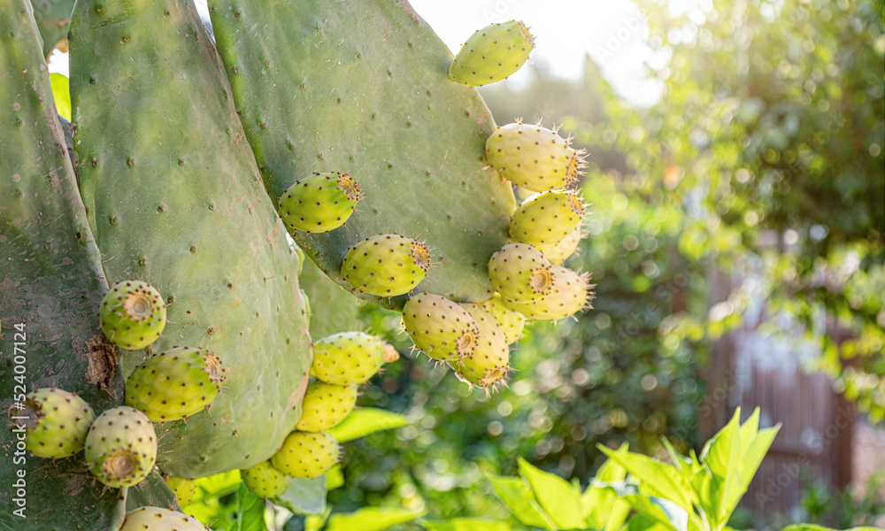 Prickly pear cactus close up with fruit in yellow color, close up Prickly pear cactus close up with fruit in yellow color, close up