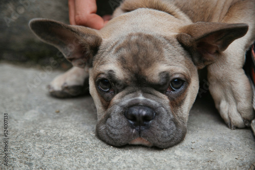 Bouledog Puppy