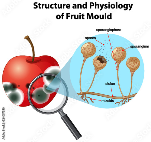 Structure and Physiology of fruit mold