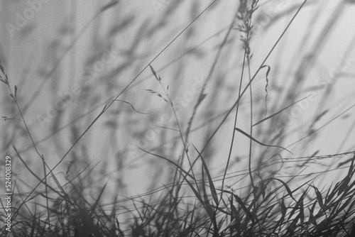 grass silhouette behind white transparent paper, shadows from plants. Beautiful art background of plant leaves.