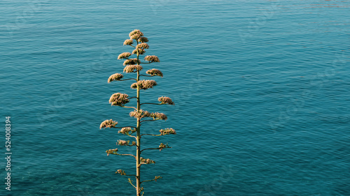 Agave Plant Flower on the sea. Agave Flower