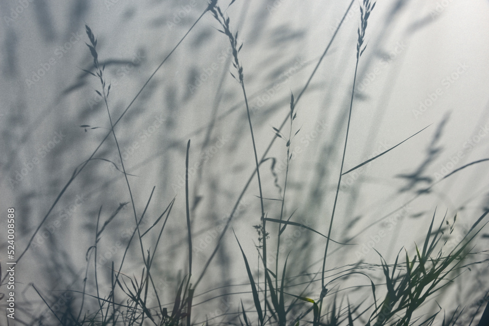 grass silhouette behind white transparent paper, shadows from plants. Beautiful art background of plant leaves. grass silhouette behind white transparent paper, shadows from plants. Beautiful art background of plant leaves.