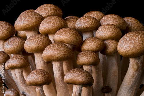 mushrooms grow on a black background