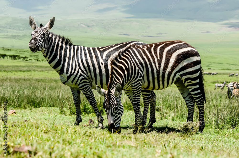 Obraz premium Beautiful landscape with zebras in the African savannah