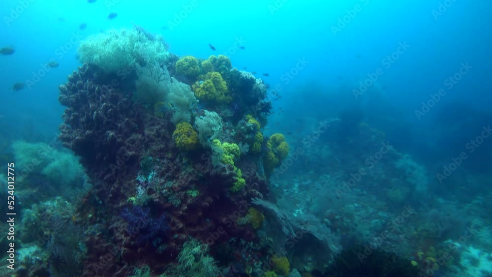 Rocky boulder covered in soft coral and sponges and fishes around