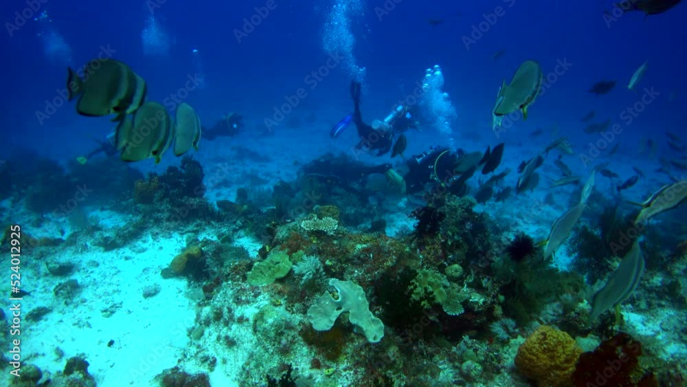 Group of tall fin batfish swimming on sandy reef near divers Group of tall fin batfish swimming on sandy reef near divers