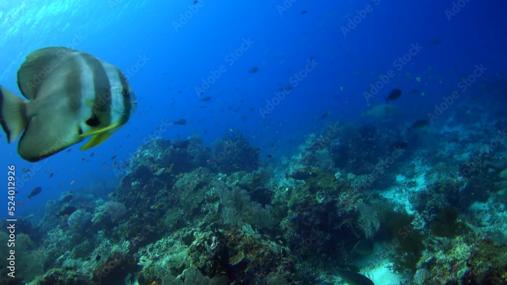 Tallfin batfish swimming over healthy reef full of various tropical fishes Tallfin batfish swimming over healthy reef full of various tropical fishes