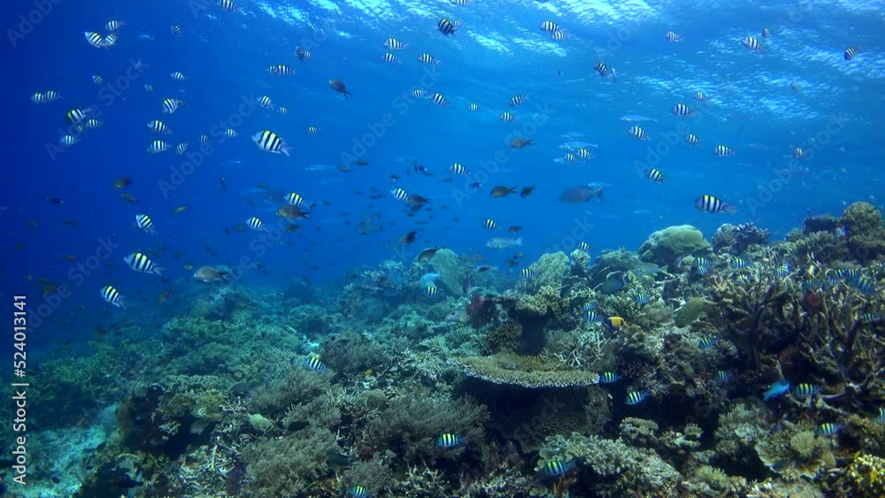 Healthy hard and soft coral reef with many various tropical fishes over it Healthy hard and soft coral reef with many various tropical fishes over it