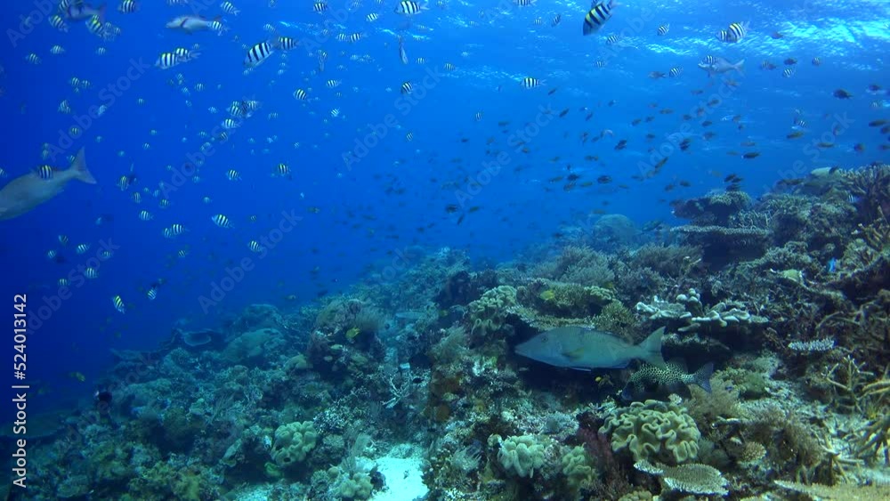 Healthy hard and soft coral reef with many various tropical fishes over it Healthy hard and soft coral reef with many various tropical fishes over it