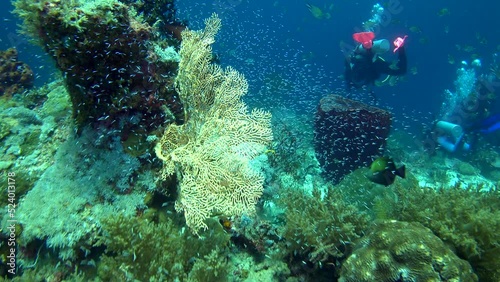 Wallpaper Mural Healthy hard and soft coral reef with sponge and sea fan with cloud of tiny fishes Torontodigital.ca