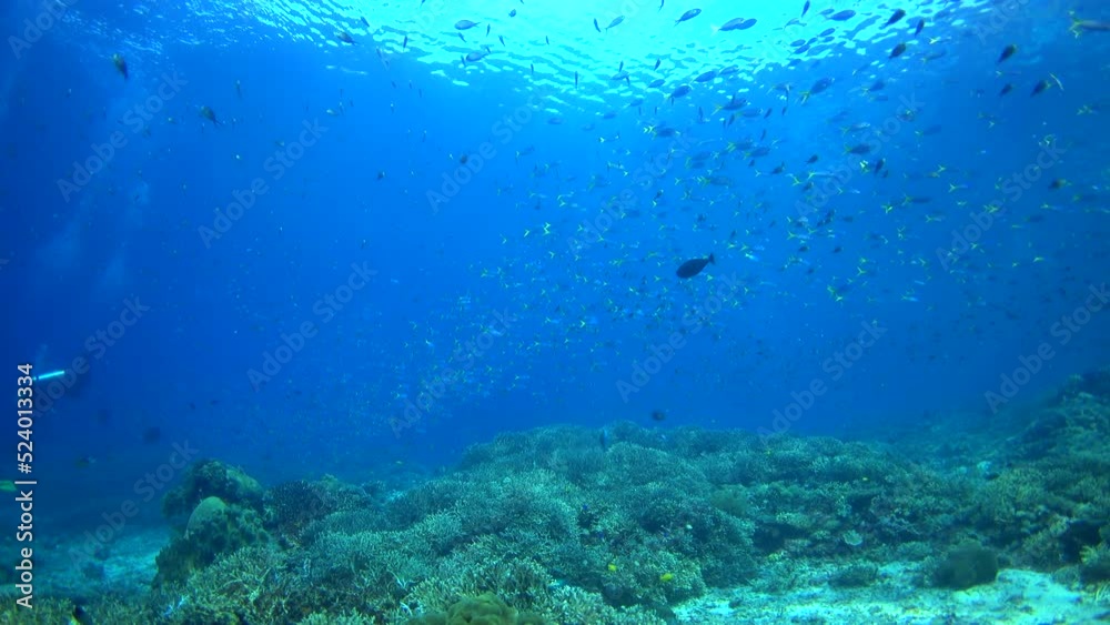 Healthy hard and soft coral reef with clouds of tropical fishes over it Healthy hard and soft coral reef with clouds of tropical fishes over it
