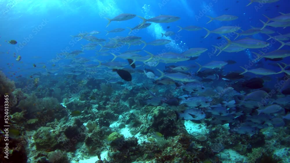 Healthy hard and soft coral reef with clouds of tropical fishes over it Healthy hard and soft coral reef with clouds of tropical fishes over it