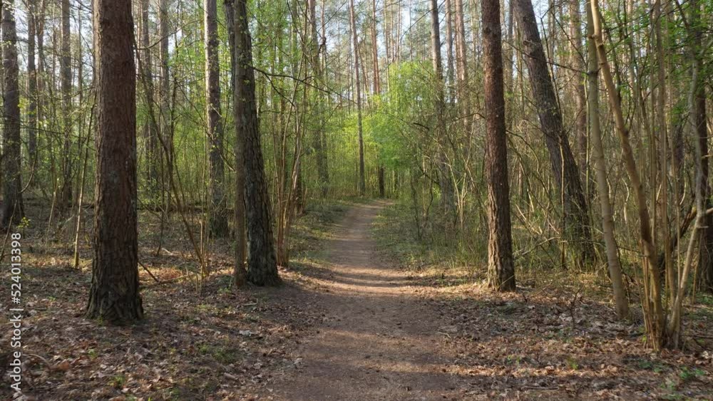 Walk in the spring sunny forest path. 4K Walk in the spring sunny forest path. 4K