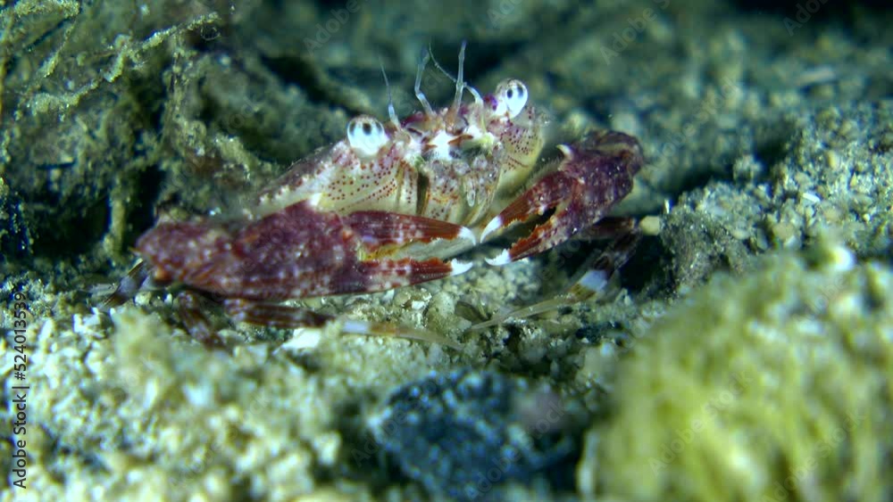 Unknown purple swimming crab with spots and tip of claws white Unknown purple swimming crab with spots and tip of claws white