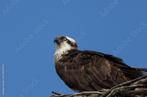 The Osprey (Pandion haliaetus) sitting on the edge of the artificial nest,near lake Michigan in Wisconsin
