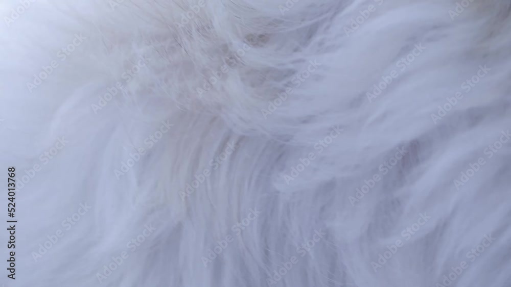 white dog fur texture close-up abstract background