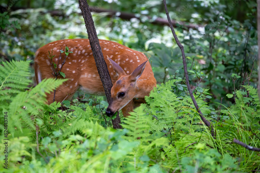Obraz premium White-tailed deer or white-tailed deer (Odocoileus virginianus), fawn in the forest