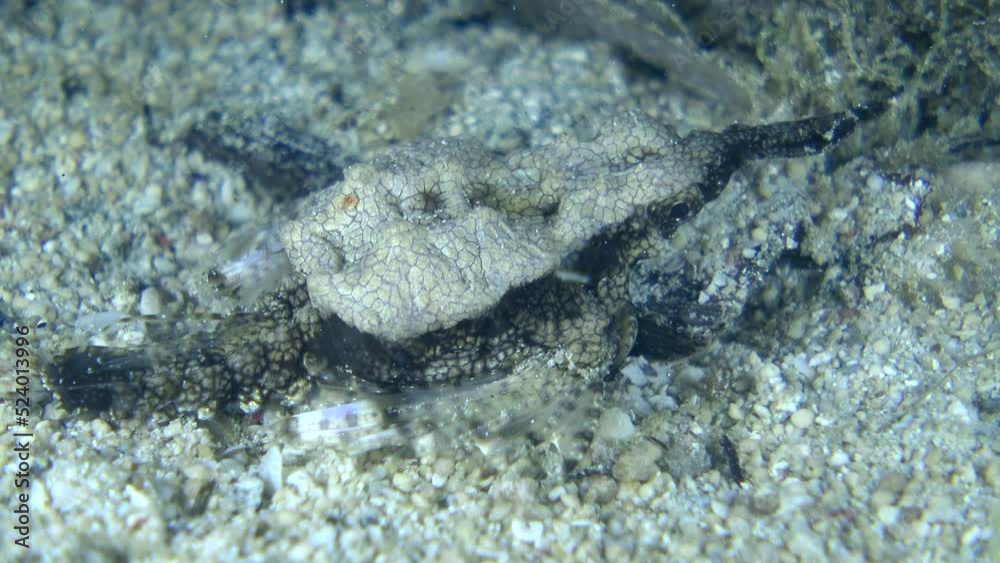Dragon sea moth or short pegasus walking on sand Dragon sea moth or short pegasus walking on sand