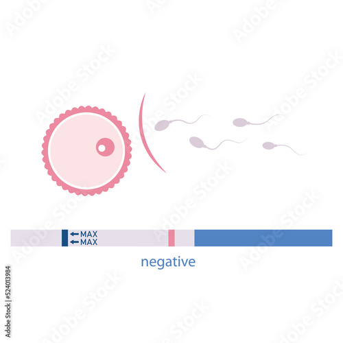 negative pregnancy test contraception ovum and sperm