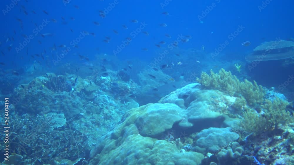 Blacktip reef shark swimming over healthy reef with tropical fishes Blacktip reef shark swimming over healthy reef with tropical fishes