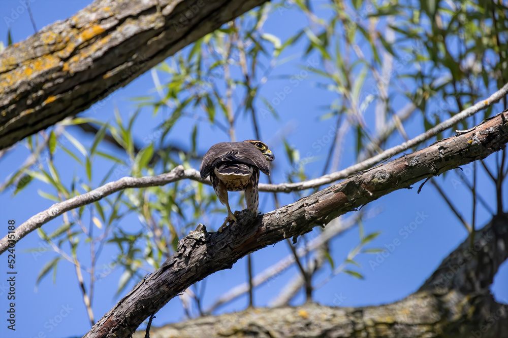 The Merlin (Falco columbarius), juvenile bird. Is a small species of