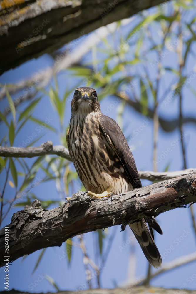 The Merlin (Falco columbarius), juvenile bird. Is a small species of falcon. Natural scene from Wisconsin. Can catch birds larger than itself, but hunts insects and smaller prey. The Merlin (Falco columbarius), juvenile bird. Is a small species of falcon. Natural scene from Wisconsin. Can catch birds larger than itself, but hunts insects and smaller prey.