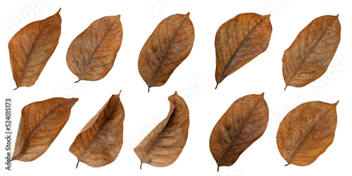  dry leaves on a white background