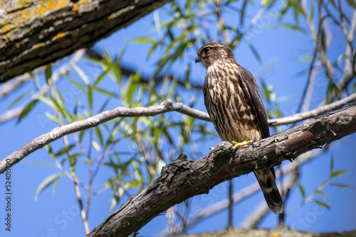 The Merlin (Falco columbarius), juvenile bird. Is a small species of falcon. Natural scene from Wisconsin. Can catch birds larger than itself, but hunts insects and smaller prey. 