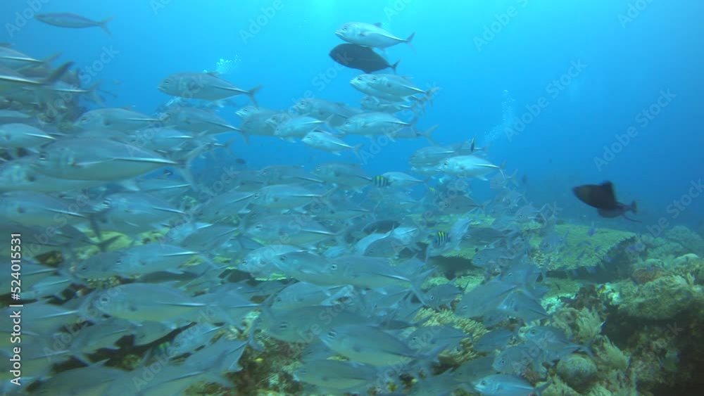 School of bigeye trevallies swimming over hard and soft coral reef School of bigeye trevallies swimming over hard and soft coral reef