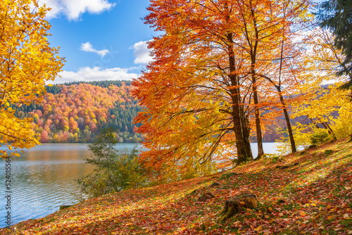 trees on the shore of a lake. sunny afternoon in autumn. beautiful landscape in mountains. sky with fluffy clouds
