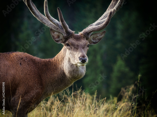 Photography Portrait of an red deer in the middle of a forest