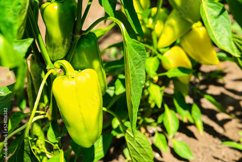 Bush with green bell pepper...