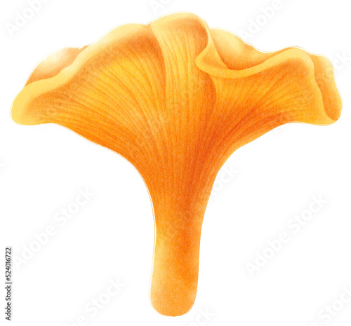 Chanterelles mushroom watercolor illustration photo