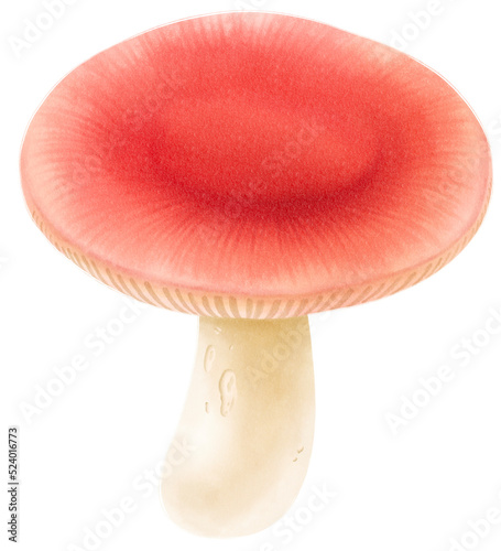 Emetic russula mushroom watercolor illustration