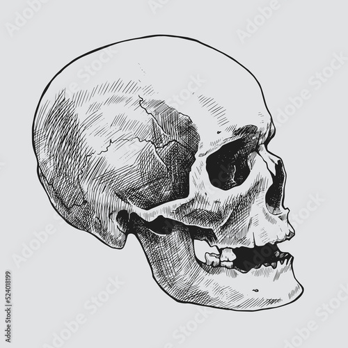 Hand drawn human skull in profile. Vector graphic illustration.