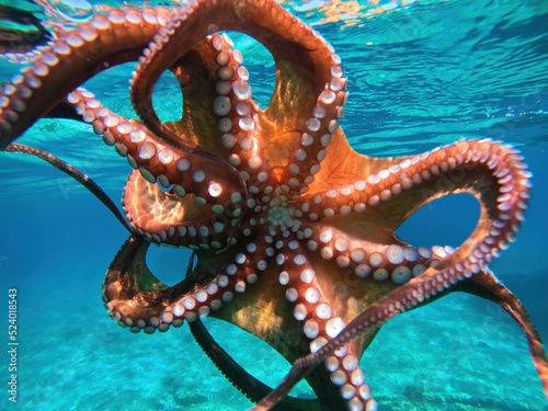 Underwater photo of octopus swimming in crystal clear Mediterranean sea photo