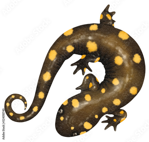 salamander watercolor illustration photo
