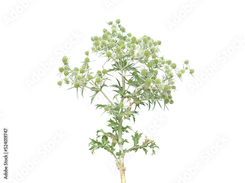 Field eryngo plant with flower isolated on white, Eryngium campestre photo