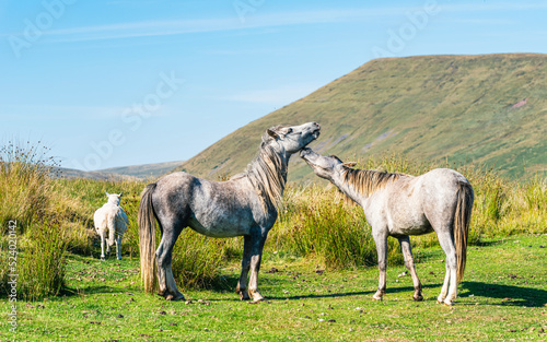 WILD HORSES, Brecon Beacons National Park,Swansea, South Wales, England