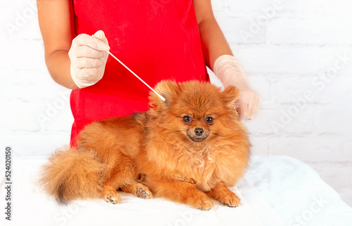 Pomeranian dog on examination by a veterinarian. Pet care.