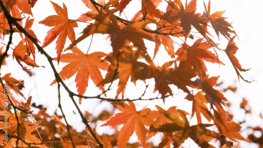 風に揺れる赤く色付いた紅葉を固定撮影した4Kスローモーション動画