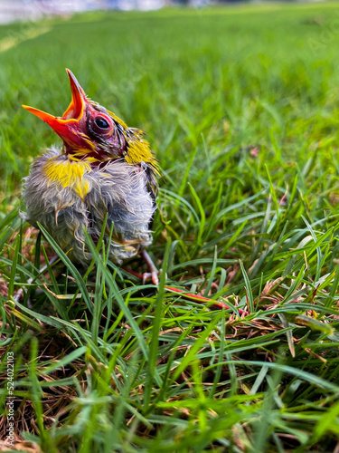 baby bird