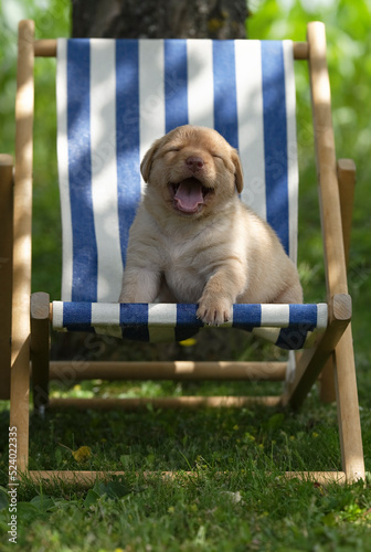 Süßer gähnender blonder Labrador Retriever Welpe in einem Kinder Liegestuhl im Garten photo