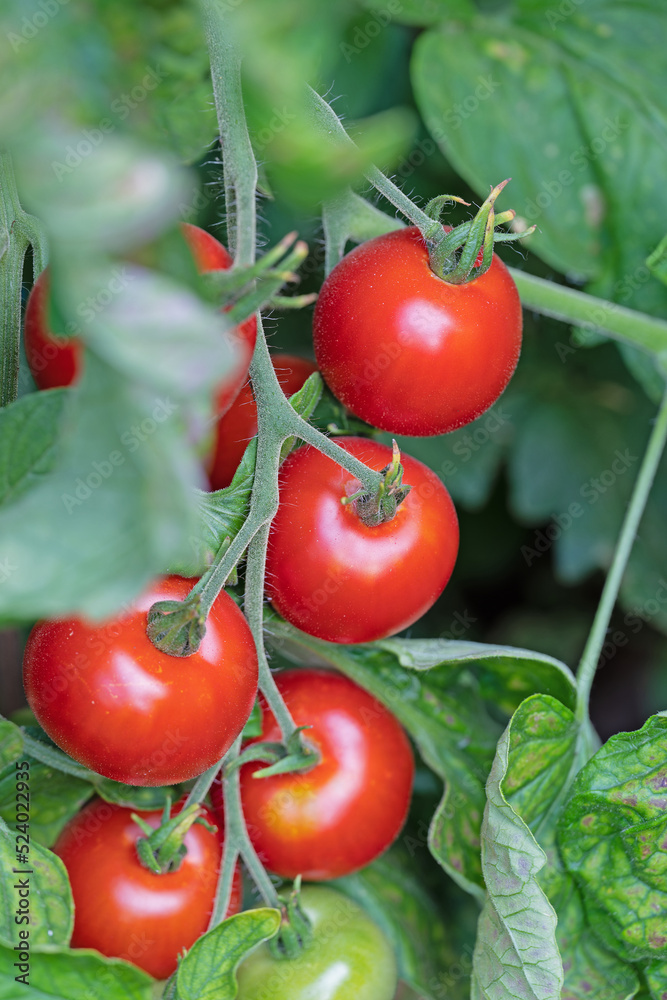 Tomaten, Solanum lycopersicum, am Strauch