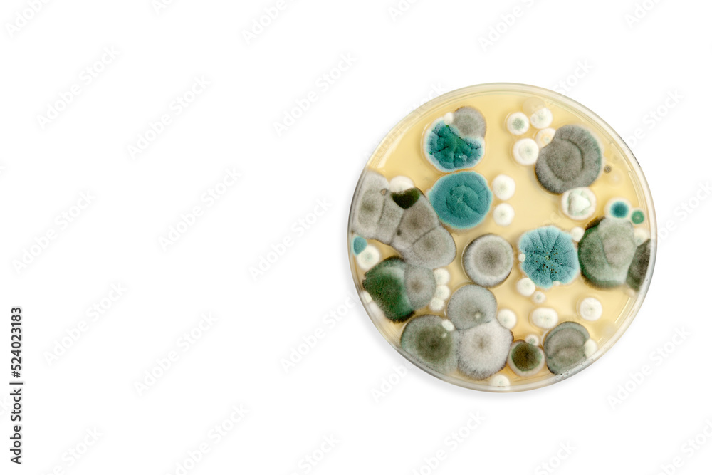 Mold samples isolated on white background. Copy space for your text. A petri dish with colonies of microorganisms for bacteriological analysis in a microbiological laboratory. Close up view of mould. Mold samples isolated on white background. Copy space for your text. A petri dish with colonies of microorganisms for bacteriological analysis in a microbiological laboratory. Close up view of mould.
